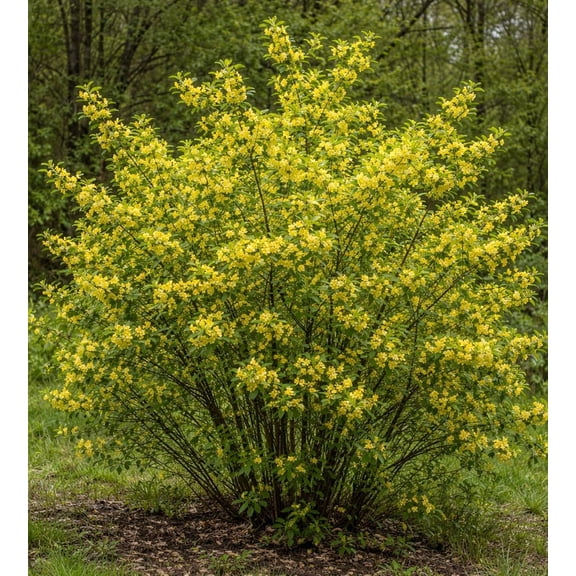Spicebush (Lindera Benzoin) Live Shrubs for Planting | Native Fragrant Plant with Bright Red Berries | Pollinator-Friendly Garden Favorite (5 Plants)