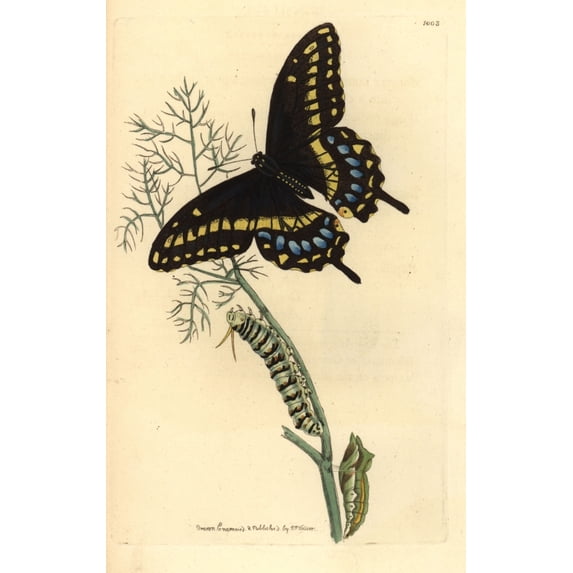 Spicebush Swallowtail, Papilio Troilus Poster Print By ® Florilegius Mary Evans (18 X 24)