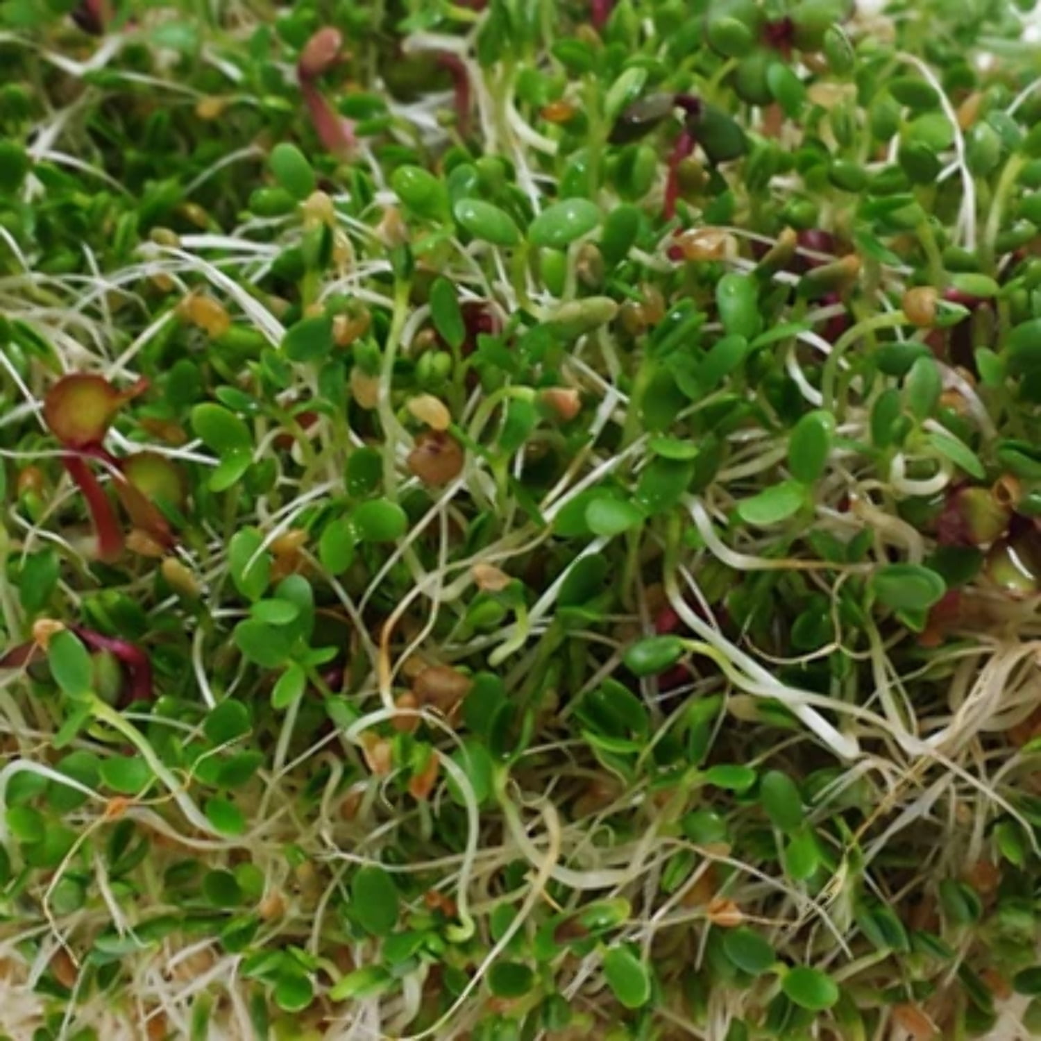 Protein Powerhouse Sprouting Seed Mix: 8 Oz - Organic, Non-GMO - Sprouting Sprouts, Food Storage. High Protien Sprouts - Pea, Mung, Green Pea, Adzuki : Vegetable Plants