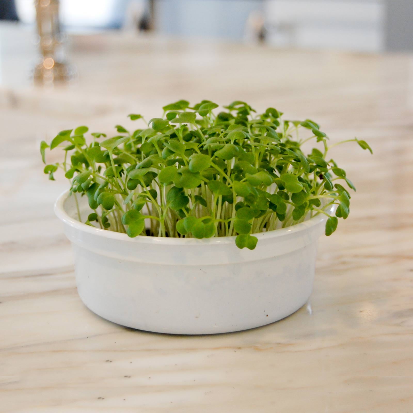 Spicy Oriental Mustard Garden Seeds - 5 Lbs Bulk - Non-GMO, Heirloom, Vegetable Gardening, Herb & Microgreens Seeds