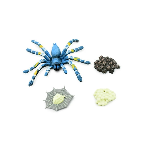 Spider, Cobalt Blue Tarantula, Life Cycle of a Spider, 4 Stages, Museum Quality, Hand Painted, Rubber Bug, Figure, Model, Realistic, Educational, Gift, 4" CH475 BB150