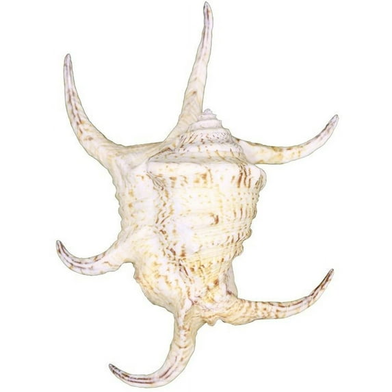 Spider Conch Decorative Shell 8-10"