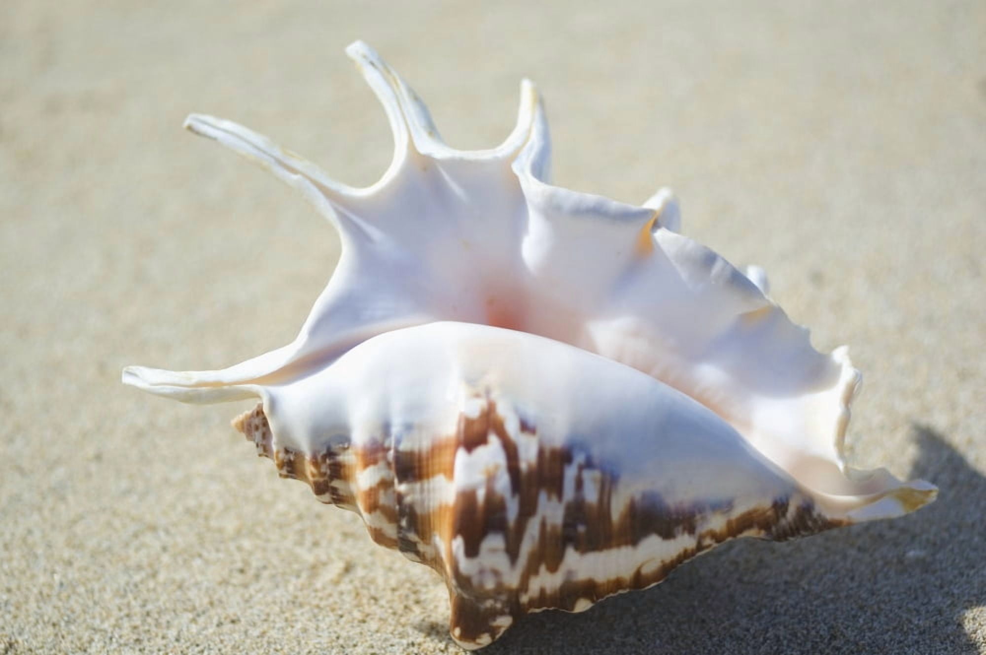 Spider Conch Seashell (Lambis Lambis) Laying On Sand Canvas Art - Mary Van de Ven Design Pics (34 x 22)