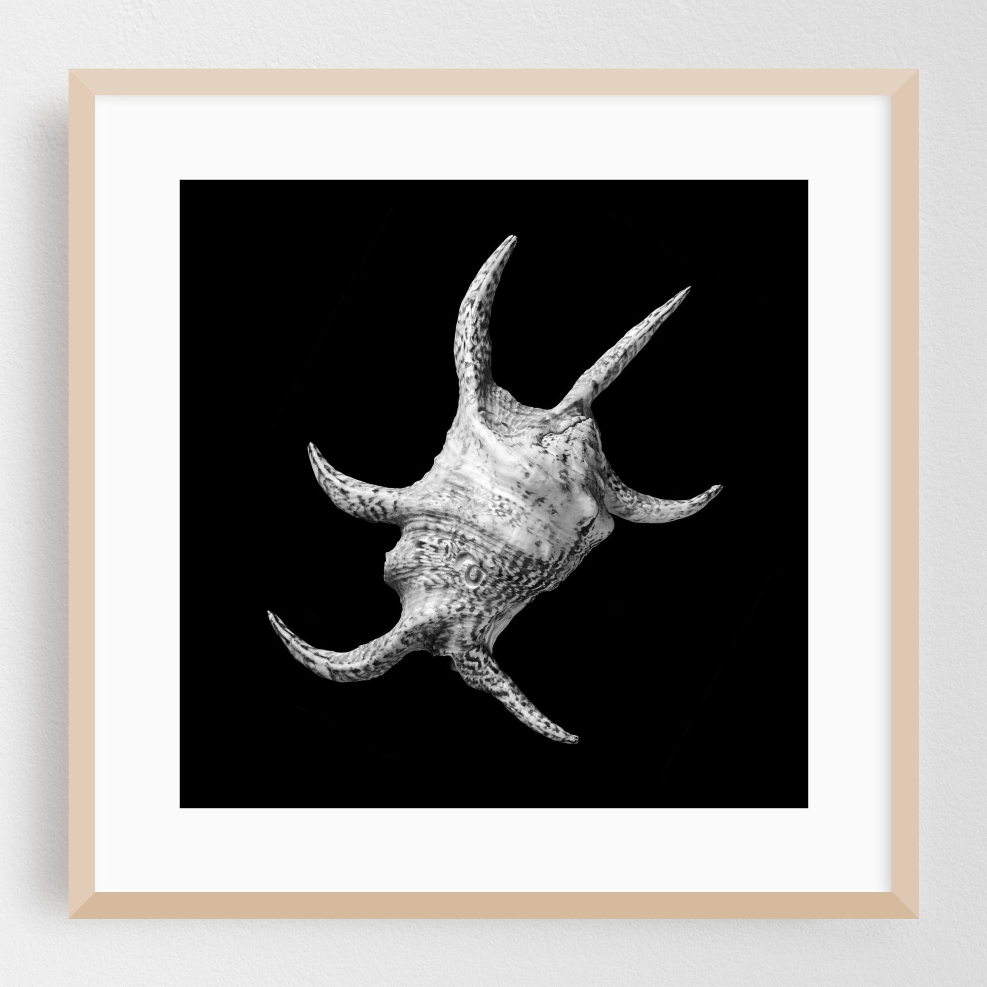 Spider Conch Seashell - Photography Black and White Abstract Marine ...