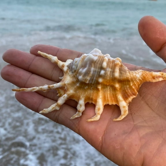 Spider Conch Shell 7 to 8cm Spiral Sea Shell Aquarium Decoration Hermit Crab Habitat Replacement Marine Specimen Display