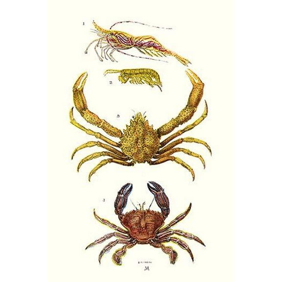 Spider Crab, Sand Skipper, Prawn, Velvet Swimming Crab- Fine Art Canvas Print (20" x 30")
