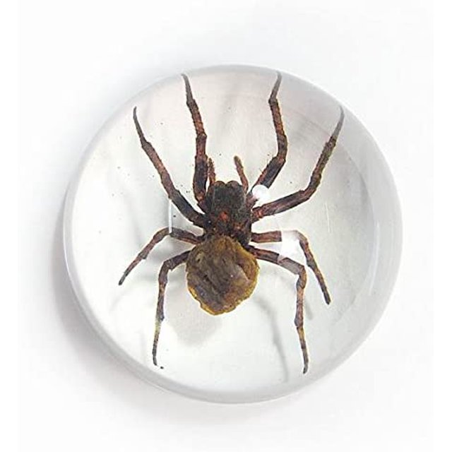 Spider Half Dome Paperweight Clear Back Ground
