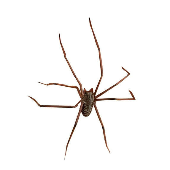 Spider Hand Earrings - Lifelike Halloween Ear Crawlers for , & Scary Party Outfits (Unisex)