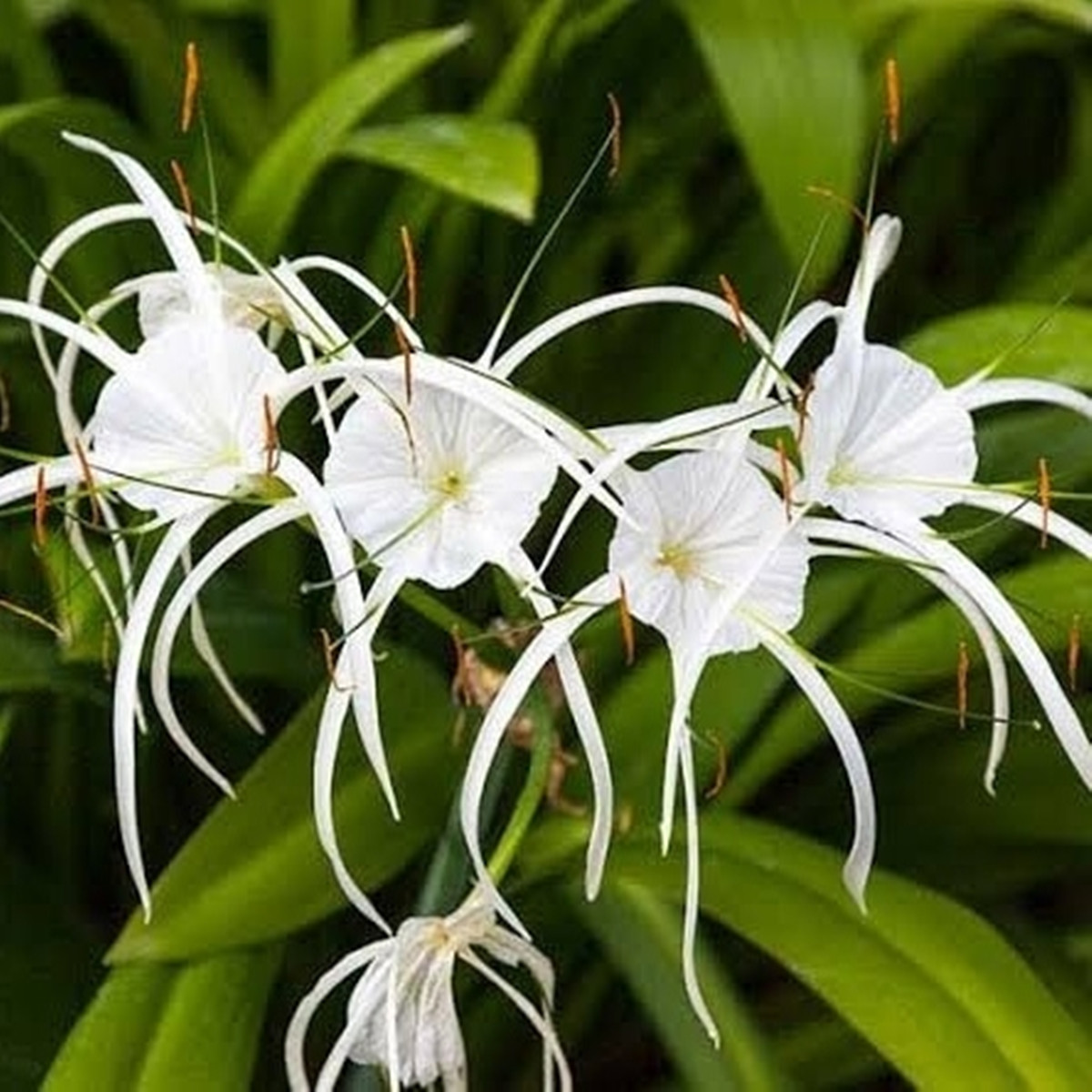 Spider Lily bulbs for Planting，Easy to bloom, Beautiful garden,Spider