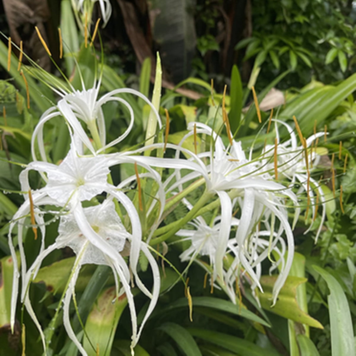 Spider Lily bulbs for Planting，Easy to bloom, Beautiful garden,Spider