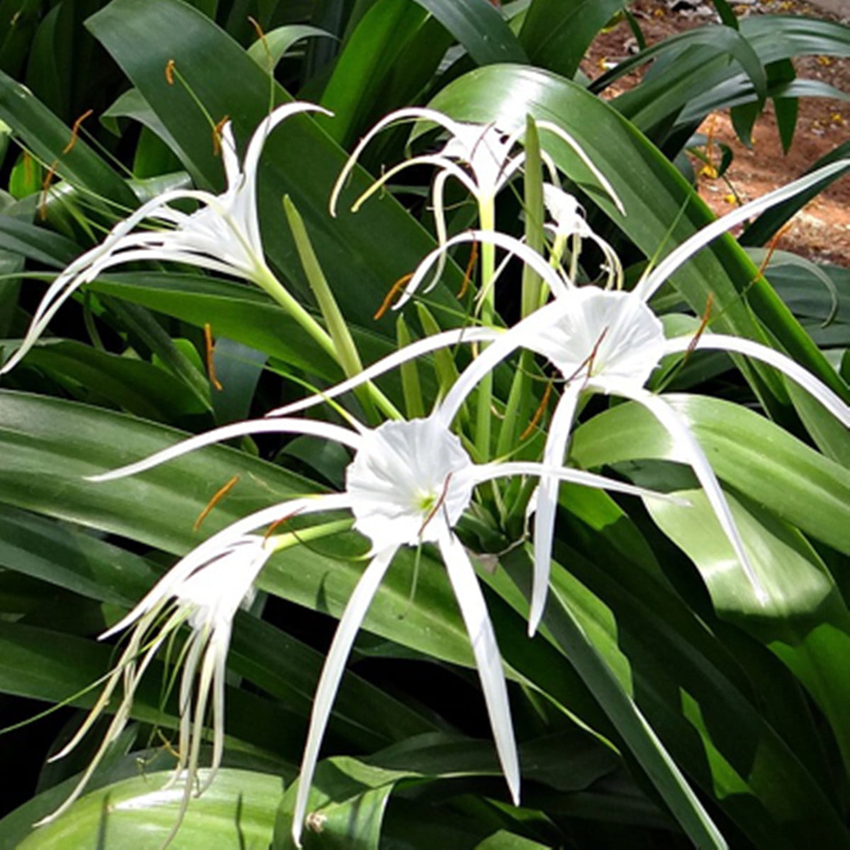 Spider Lily bulbs for Planting，Easy to bloom, Beautiful garden,Spider