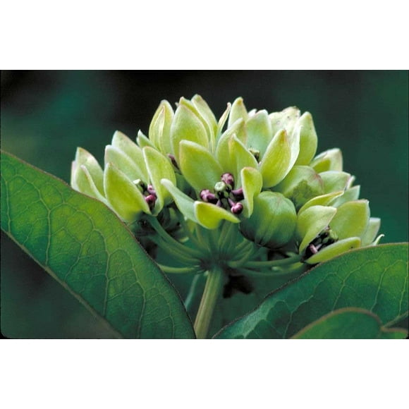 Spider Milkweed Native Seeds for Planting (50 Seeds) - Asclepias Viridis - Antelopehorn