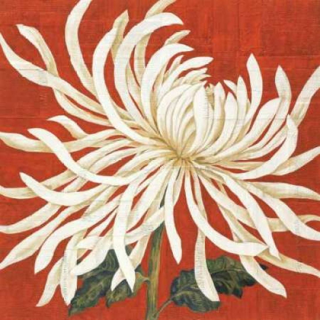 Spider Mum I Canvas Art - Judy Shelby (24 x 24)