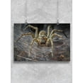 thumbnail image 1 of Spider On Cobweb Poster -Image by Shutterstock, 1 of 2