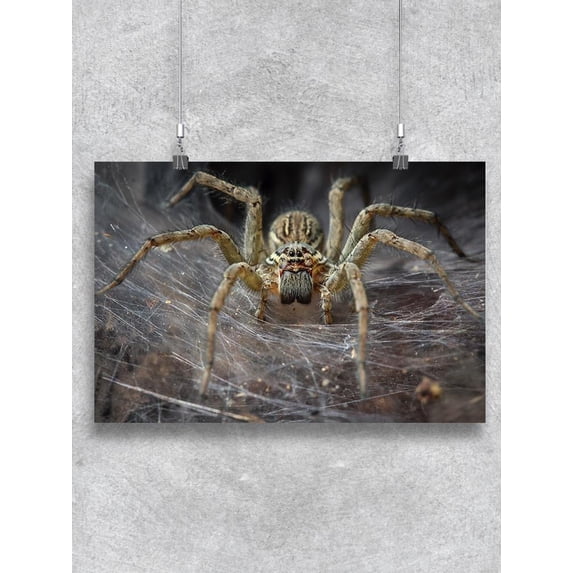 Spider On Cobweb Poster -Image by Shutterstock