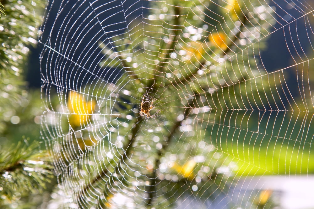 Spider On Web Canvas Art - Craig Tuttle Design Pics (17 x 11)