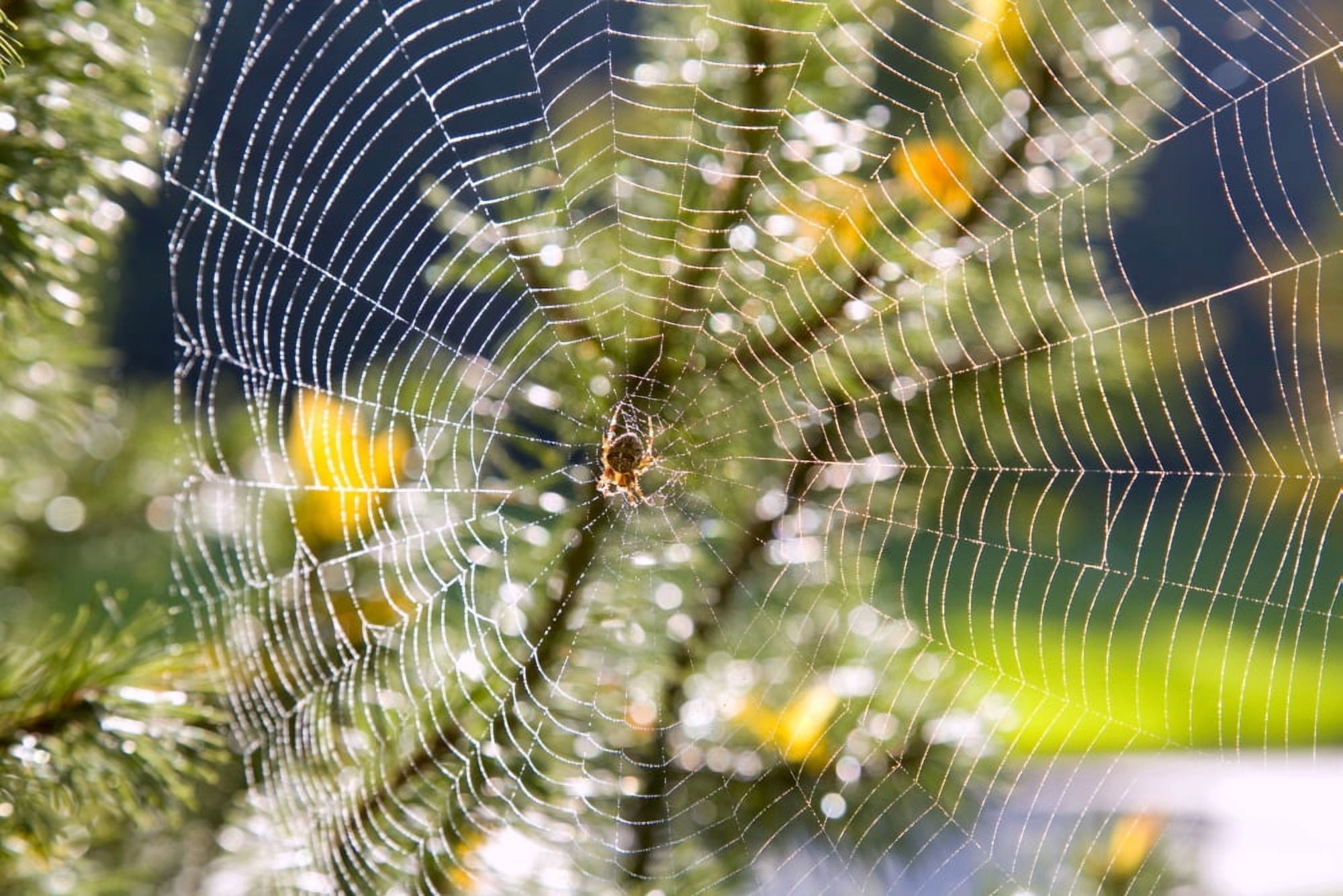 Spider On Web Canvas Art - Craig Tuttle Design Pics (34 x 22)