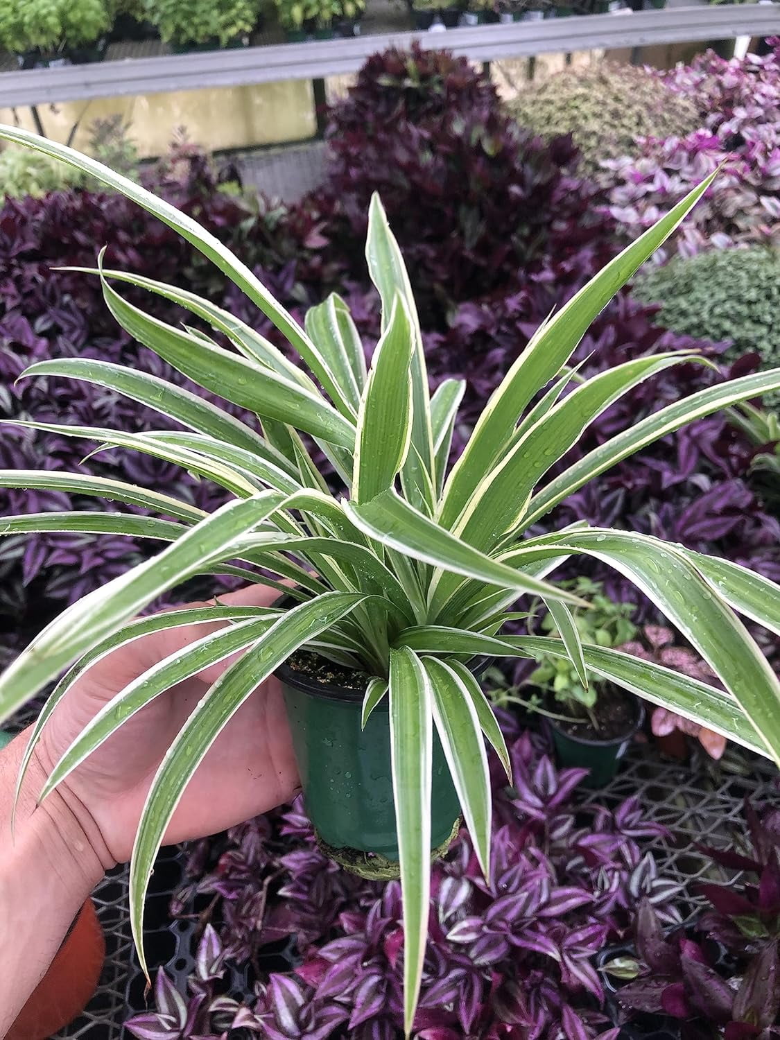 AUGUST BREEZE FARM Live Variegated Spider Plant, Air Purifier, Low