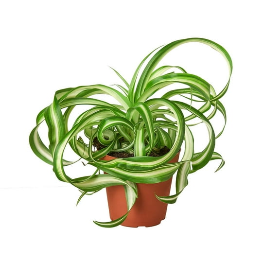 Spider Plant 'Bonnie', 4" Pot, Indoor Houseplant, Easy Care, Live Plant for Indoor & Outdoor