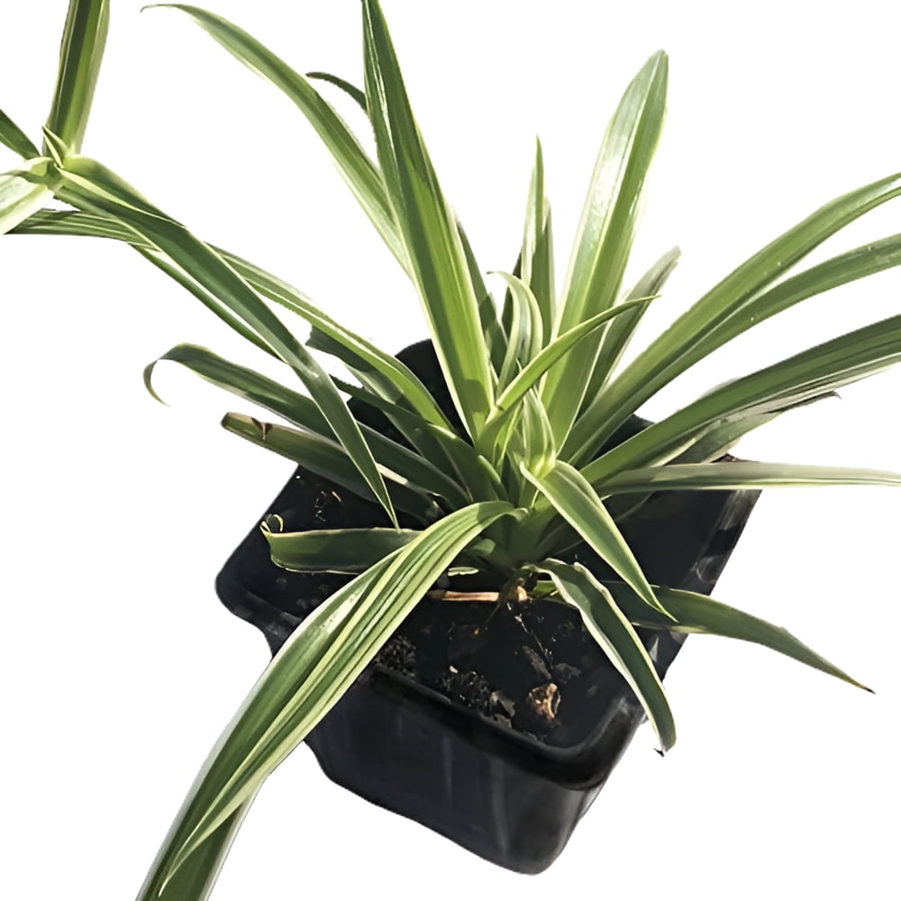 Spider Plants in Indoor Plants - Walmart.com