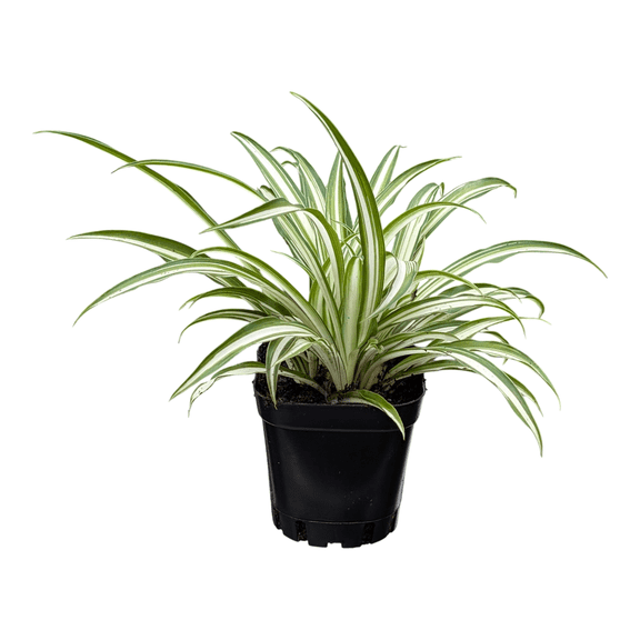 Spider Plant Easy Care Houseplants Natural Air Purifiers