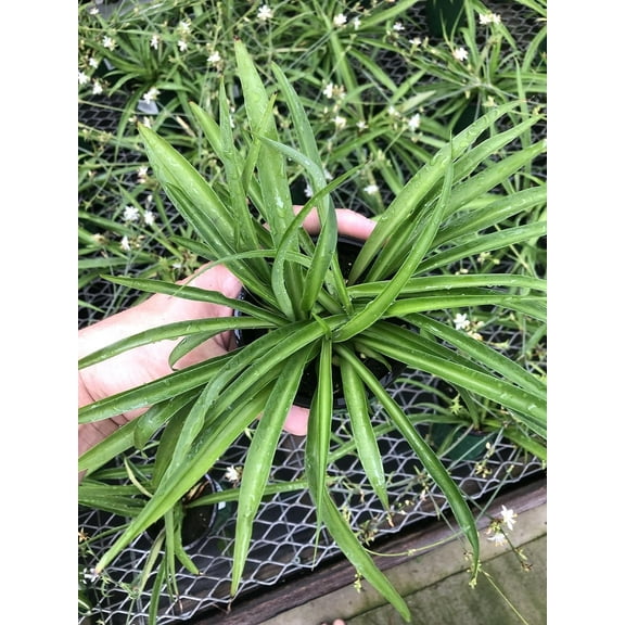 Green Spider Plant Live Indoor Air Purifying Houseplant in Pot Easy Care Chlorophytum for Home or Office Decor