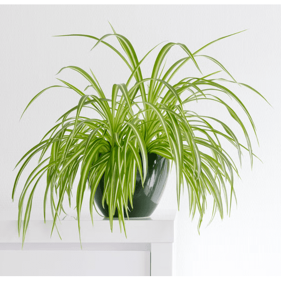 Spider Plant Live for Planting, Variegated Ocean Spider Plant, 5 Inch Tall in 3 Inch Pot, Easy Care Indoor Houseplant