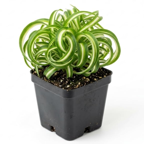 Spider Plant Live in 2 Inch Pot - Easy Care Indoor Houseplant, Spider Plant for Home and Office Decor