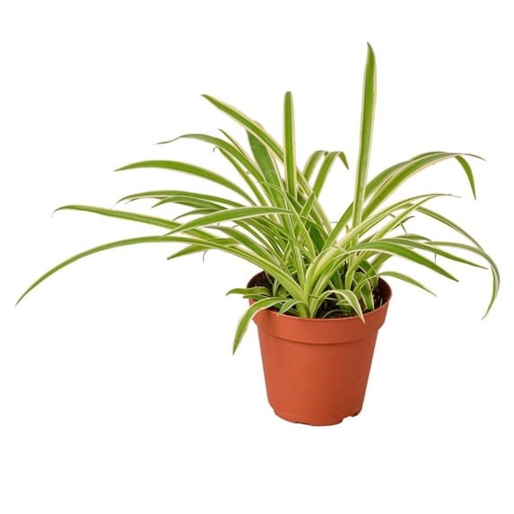 Spider Plant 'Reverse', 6" Pot, Indoor Houseplant, Easy Care, Live Plant for Indoor & Outdoor