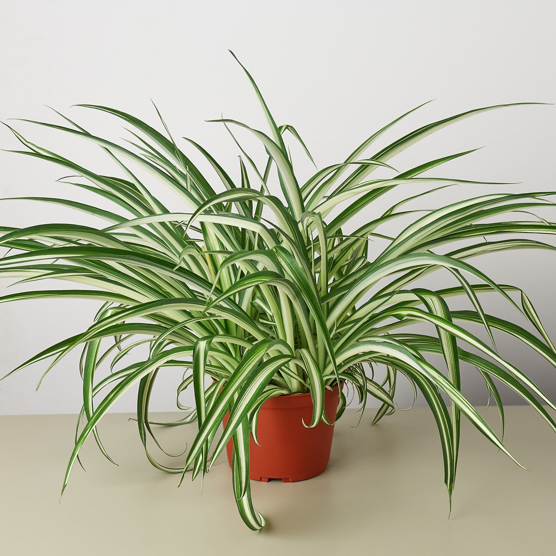 Spider Plant, Spider Plant - Variegatum