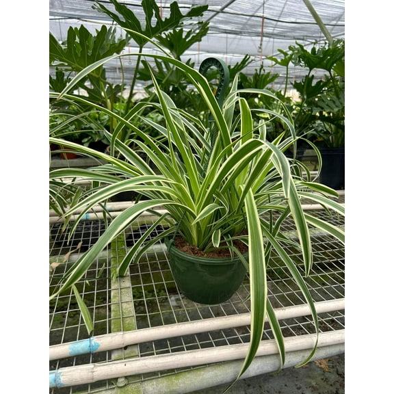 Spider Plant 'Reverse', 8" Pot, Indoor Houseplant, Easy Care, Live Plant for Indoor & Outdoor