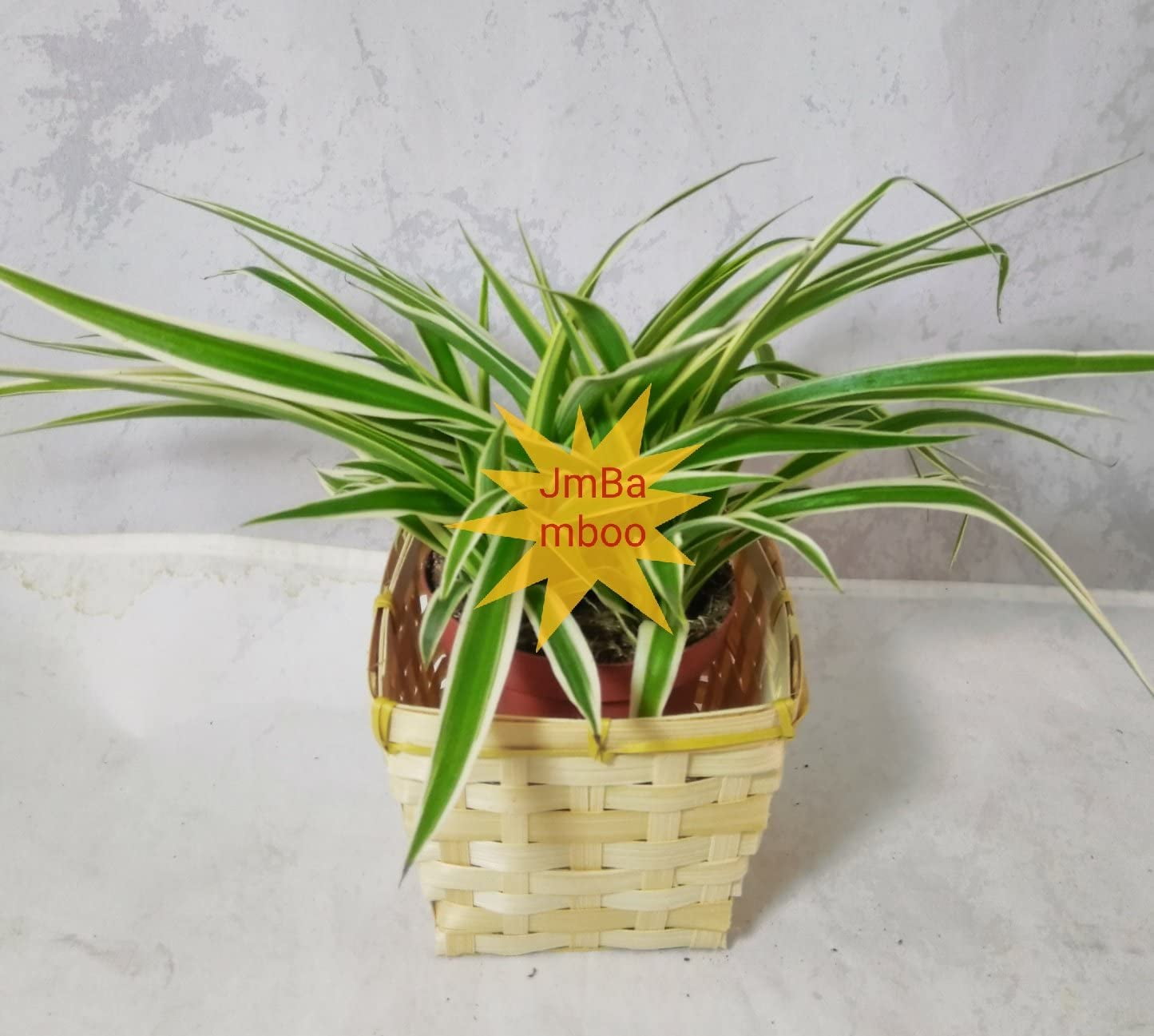 Spider Plants in Indoor Plants - Walmart.com