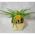 thumbnail image 1 of Spider Plant Reverse Variegated - 4'' square basket Pot for Better Growth - Cleans the Air/Easy to Grow by Jmbamboo, 1 of 1