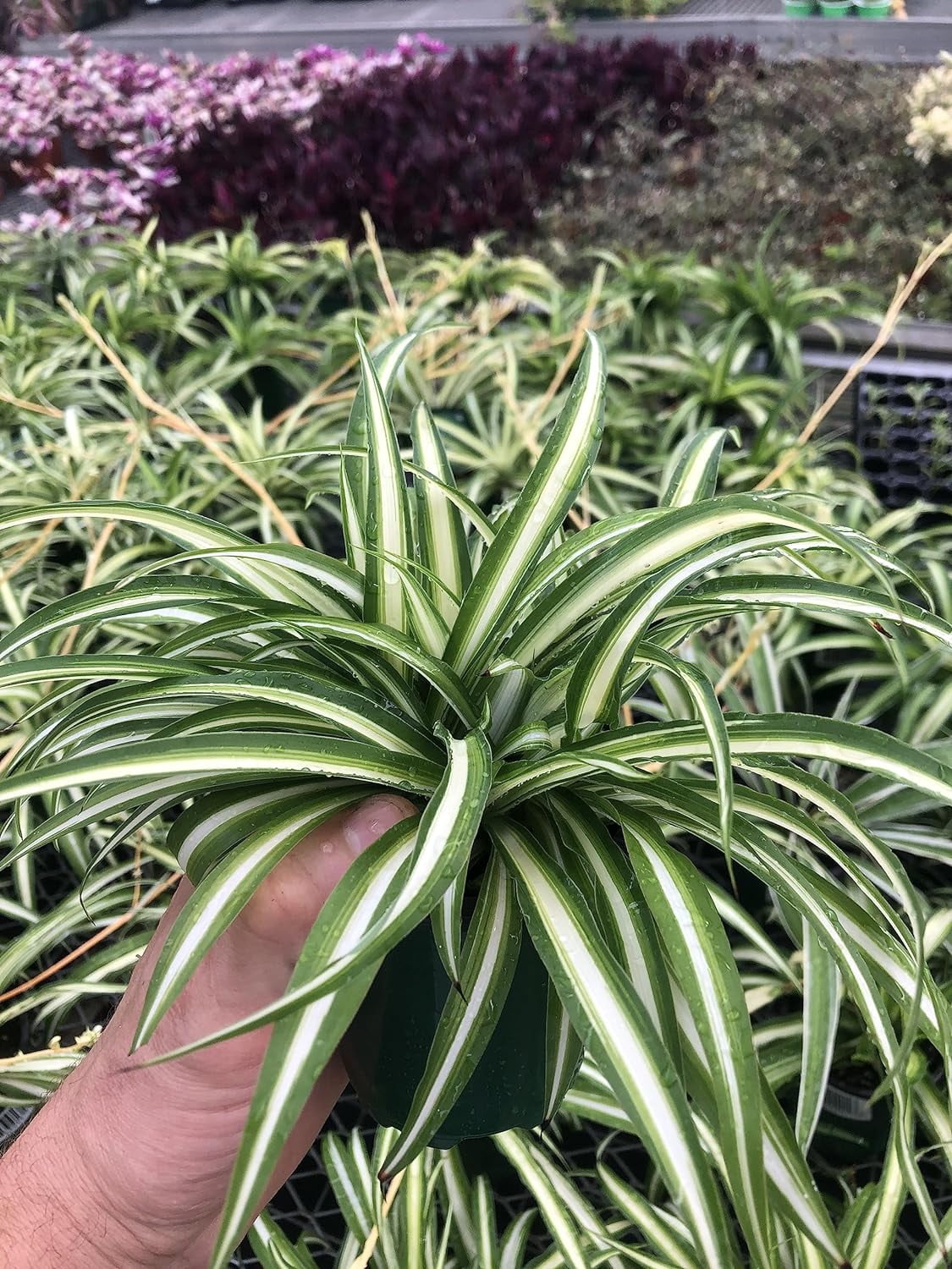Spider Plants in Indoor Plants - Walmart.com