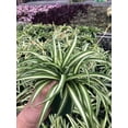 thumbnail image 1 of Spider Plant ~ Reverse Variegated ~ Large Healthy Plant Ready for Home or Office, 1 of 2