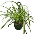 thumbnail image 1 of Spider Plant Reverse, 1 of 7