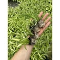 thumbnail image 1 of Spider Plant Variety Pack ~ 4 Starter Plants Ocean, Hawaiin, Green, Bonnie Curly ~ Perfect for Home Garden and Office, 1 of 5