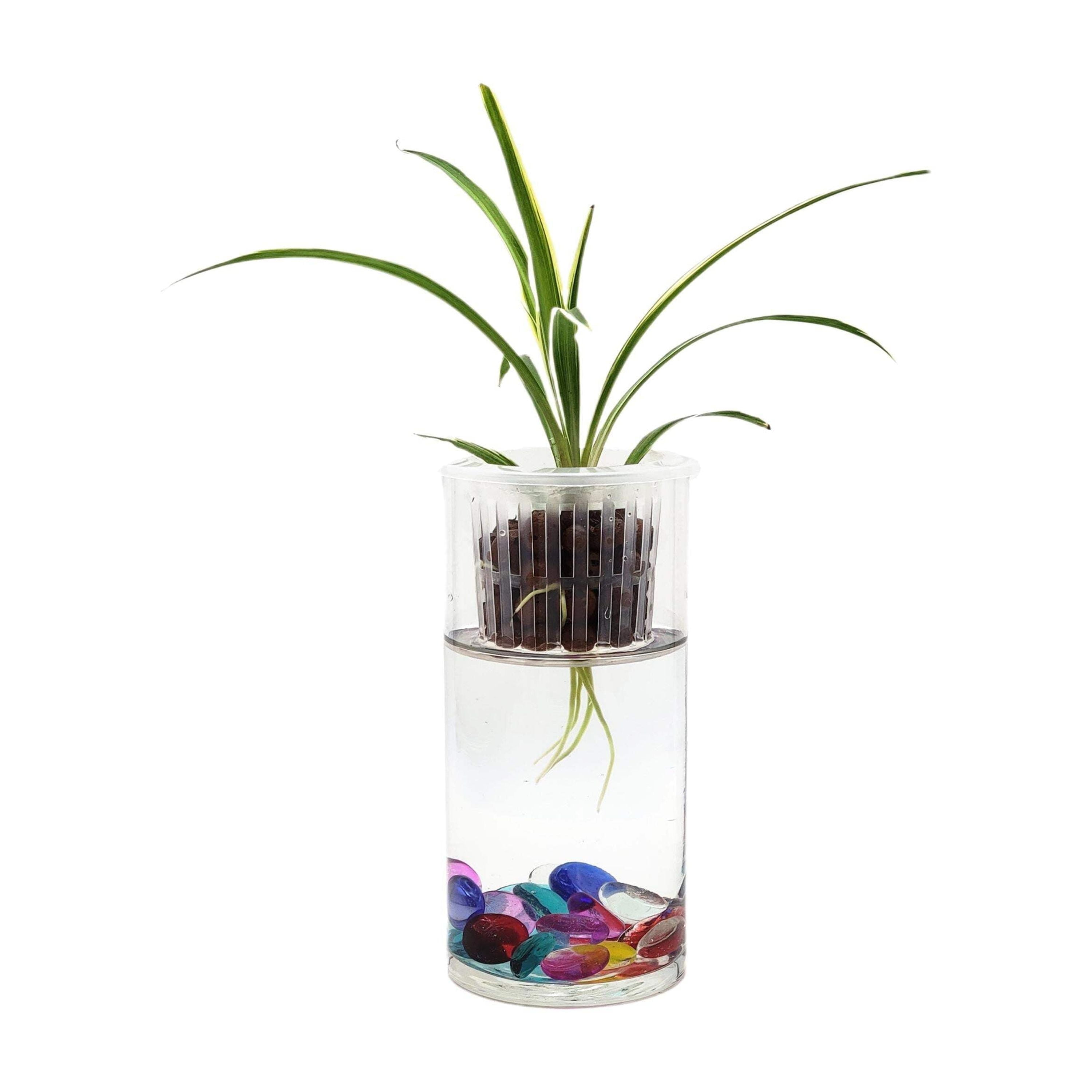 Spider Plant in a Modern Glass Hydroponic Planter with Net Cup - Low Light Indoor Plant, Air Purifying Houseplant, Free Heat Pack