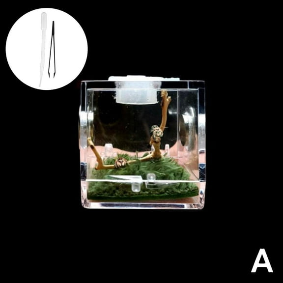 Spider Reptile Insect Feeding Box Reptile Breeding Box Terrarium Accessories Cricket Snail Tarantula Box For Spider Insect plastic plastic Hatchery habitat terrarium Turtle cage Tank insect pl