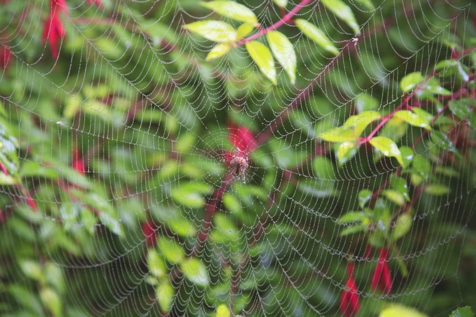 Spider Web Canvas Art - Craig Tuttle Design Pics (38 x 24)