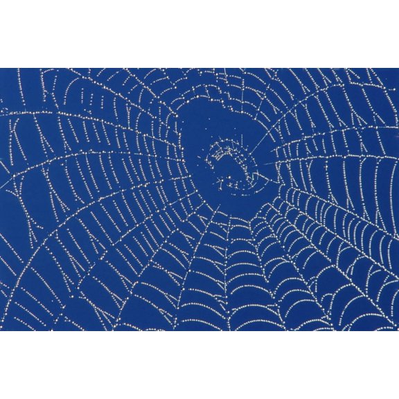 Spider Web Canvas Art - Mike Grandmaison Design Pics (18 x 11)
