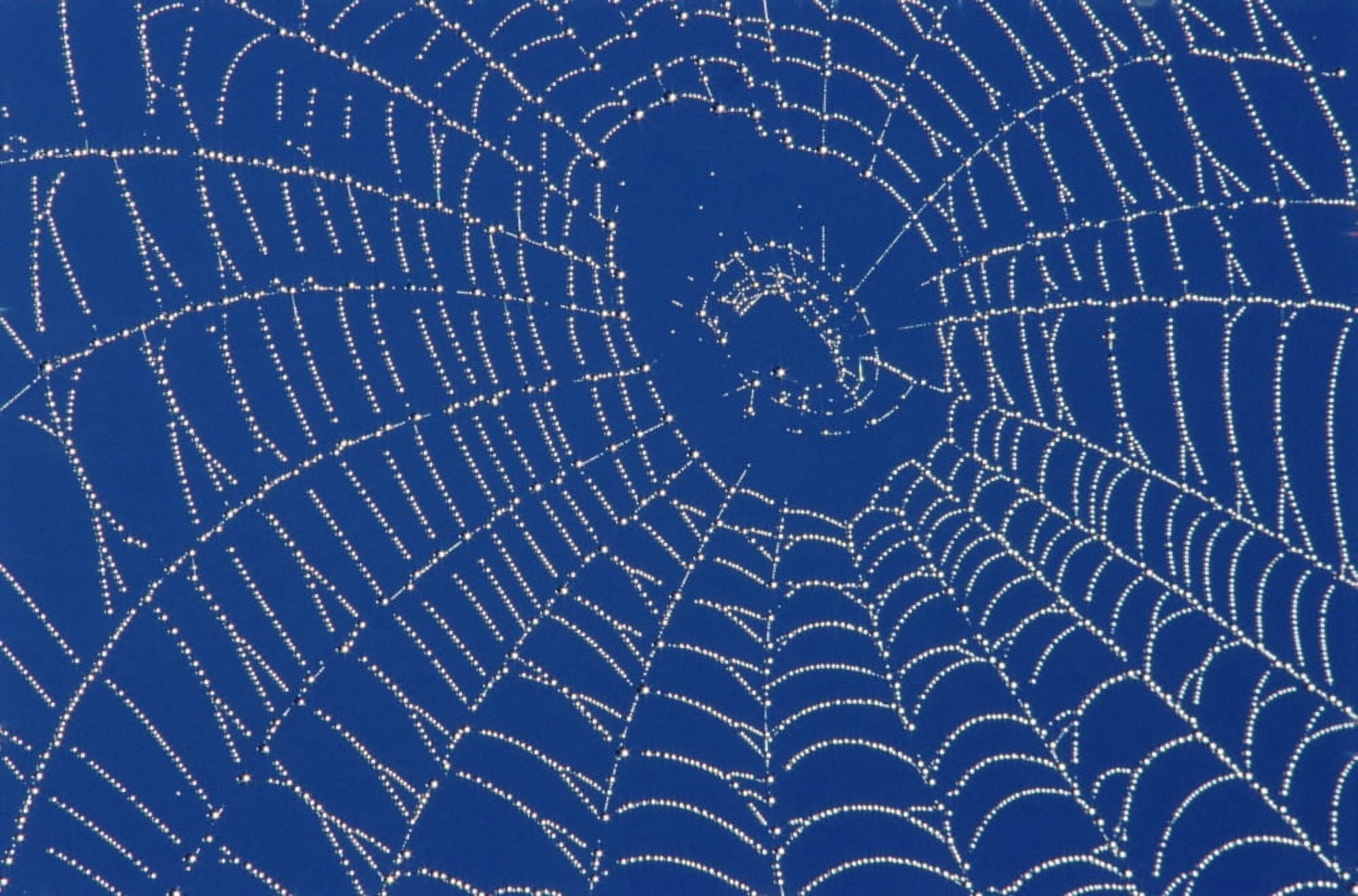 Spider Web Canvas Art - Mike Grandmaison Design Pics (36 x 22)