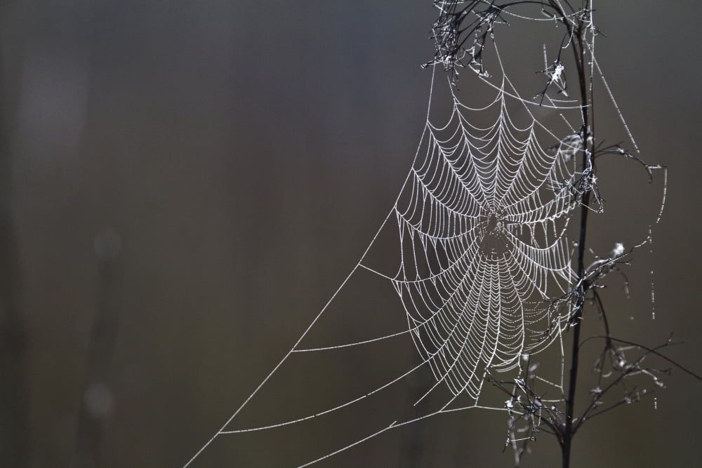 Spider Web Covered In Dew Drops Florida Canvas Art - Robert Postma Design Pics (17 x 11)