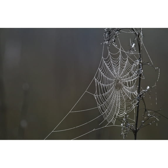 Spider Web Covered In Dew Drops Florida. Poster Print