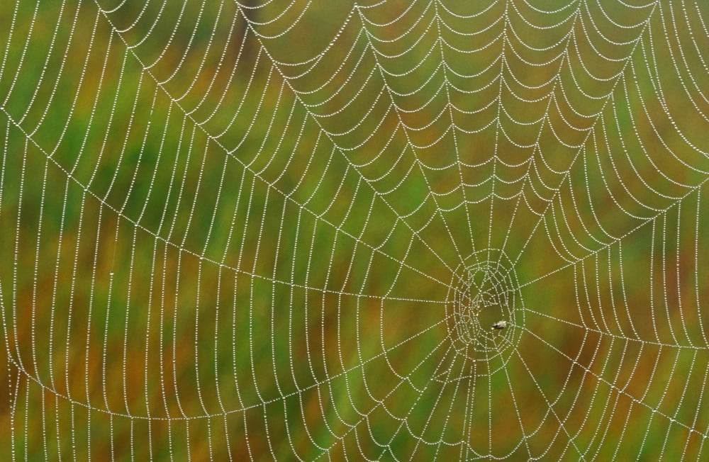 Spider Web Tilton Lake Sudbury Ontario Canvas Art - Mike Grandmaison Design Pics (36 x 22)