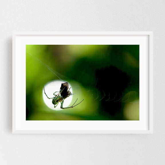Spider and Prey 01 - Scranton Pennsylvania Photography White Framed Wall Art Print 12 x 18 inches