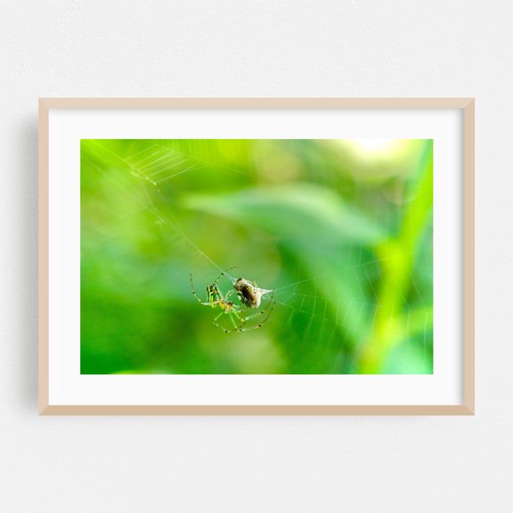 Spider and Prey Wrapping 01 - Scranton Pennsylvania Photography Oak Framed Wall Art Print 12 x 18 inches