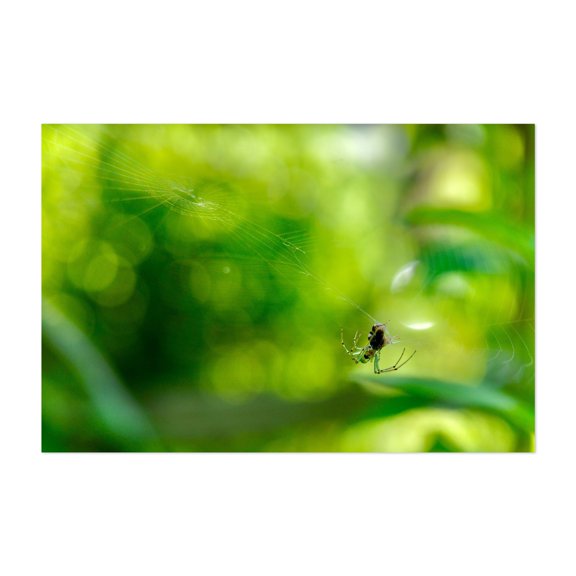 Spider and Web 01 - Scranton Pennsylvania Photography Nature Insect Wildlife Unframed Wall Art Print 40 x 60 inches