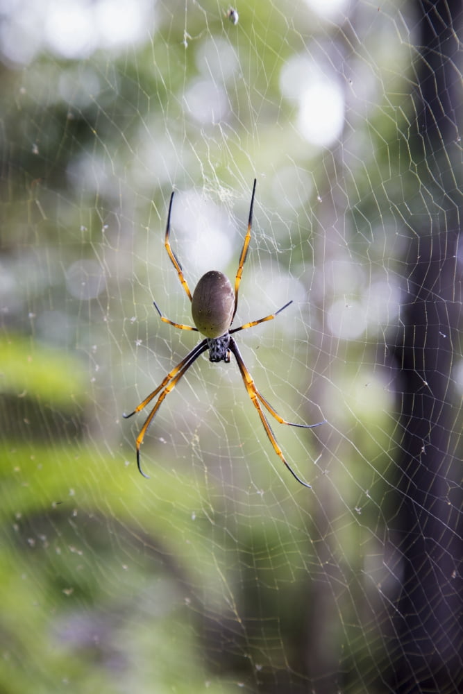 Spider in a web Noosa Heads Queensland Australia Canvas Art - John Short Design Pics (24 x 38)