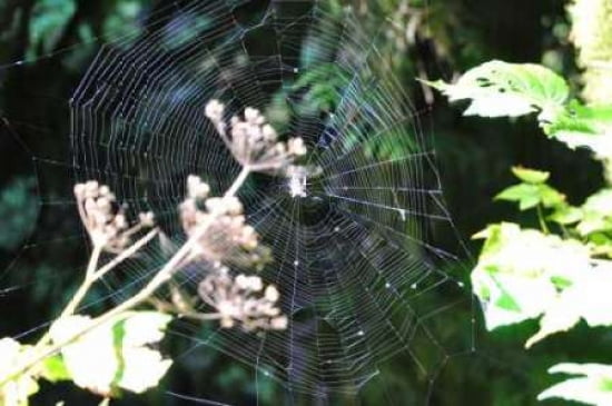Spiderweb I Canvas Art - Logan Thomas (20 x 28)